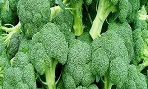 تصویر 1 از قیمت کلم بروکلی گلخانه ای + خرید باور نکردنی